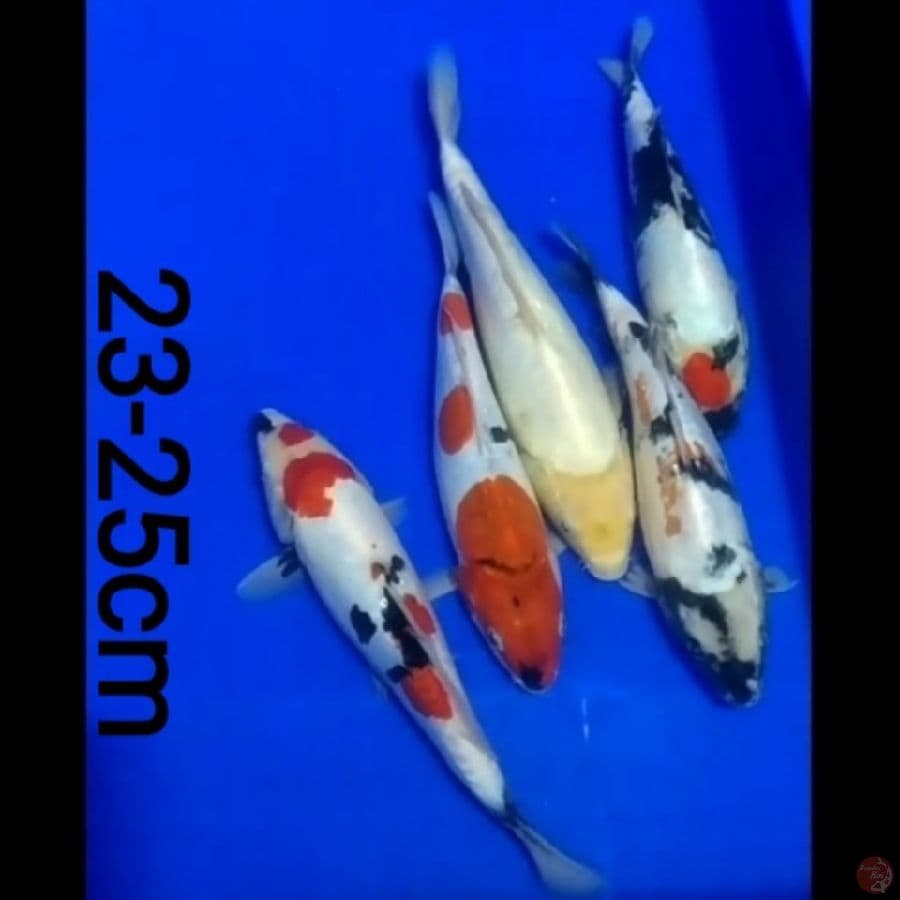 Showa shiro doitsu 23-25cm/5ekr