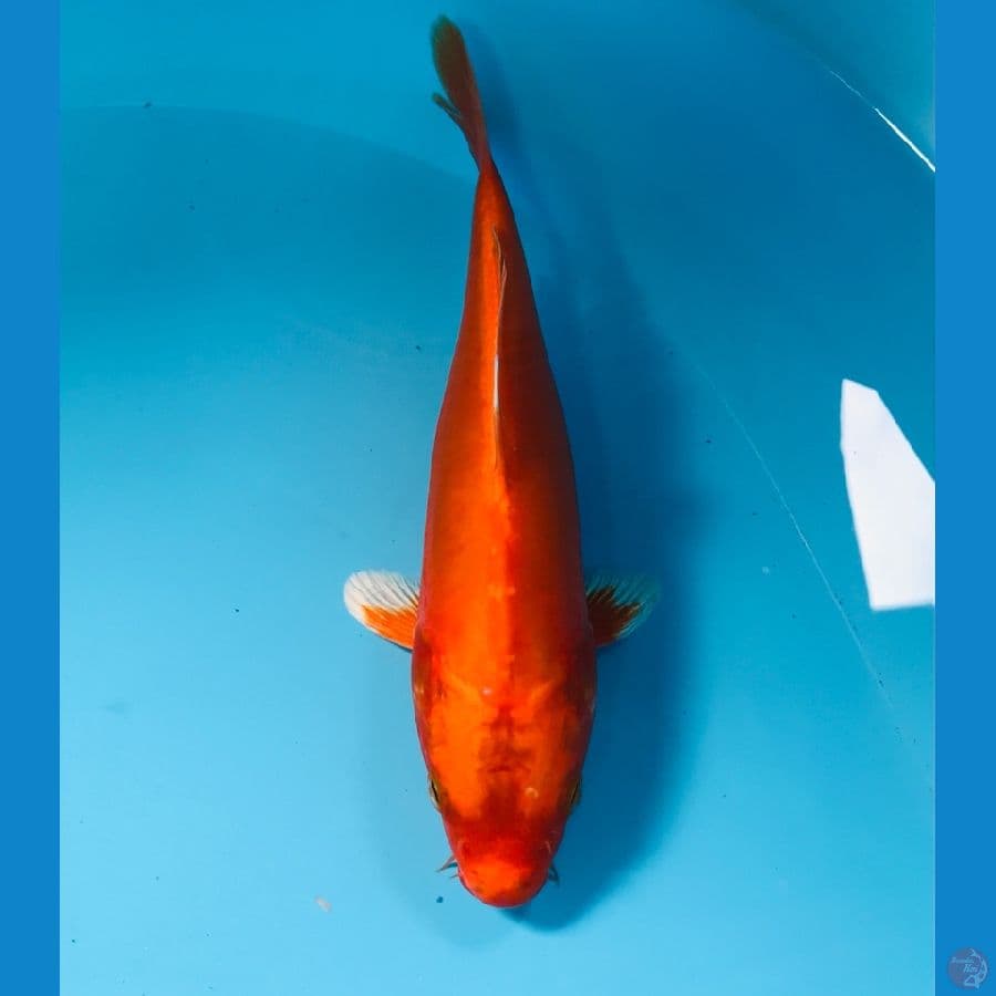 orenji, 22 cm