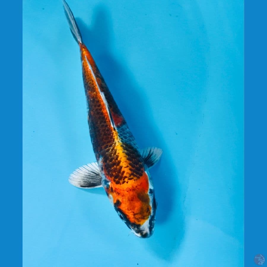 gingga, 24 cm