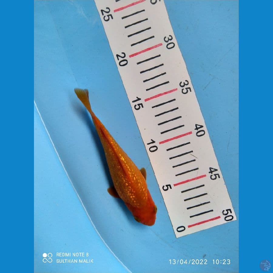 benigoi ginrin shotbody 17 cm SQ