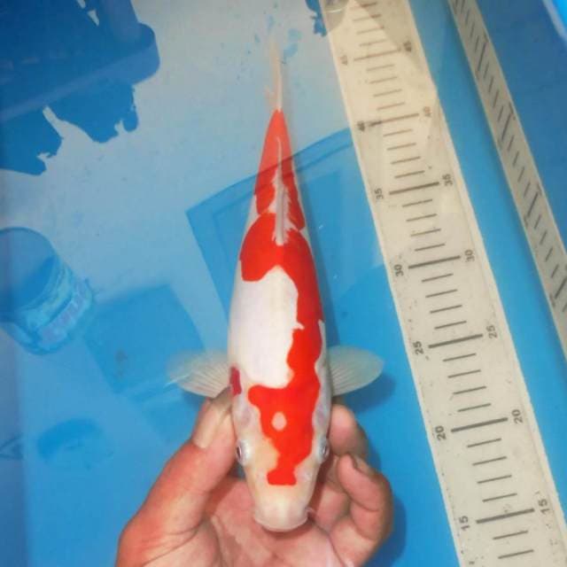KOHAKU MOTIF A UNIK