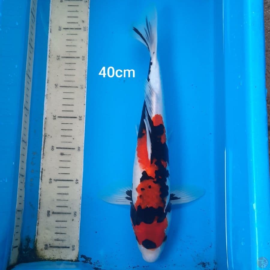 showa 40cm