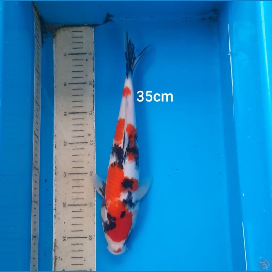 showa 35cm