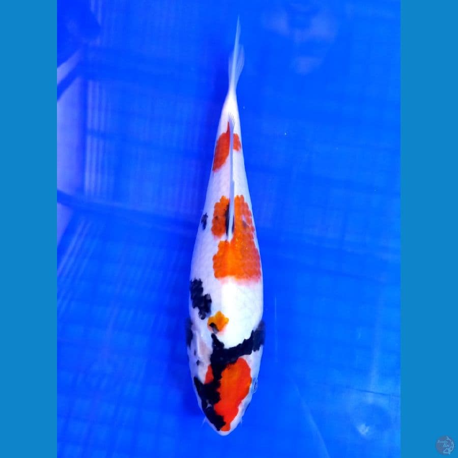 showa 27cm