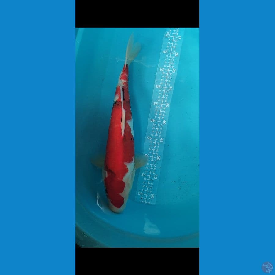Showa 50cm Munuk Pejantan
