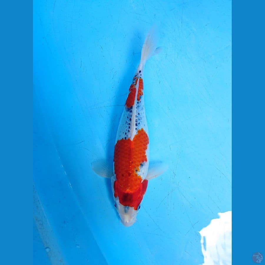 GHOSIKI 31 cm