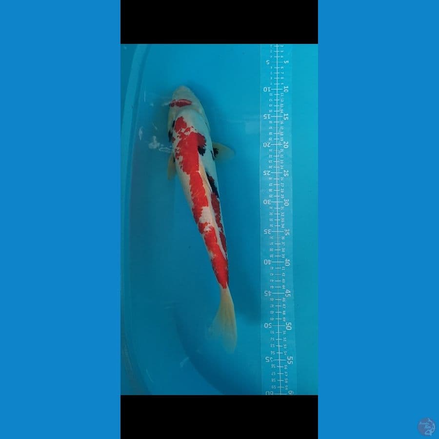 Showa 45cm motogoro Jantan