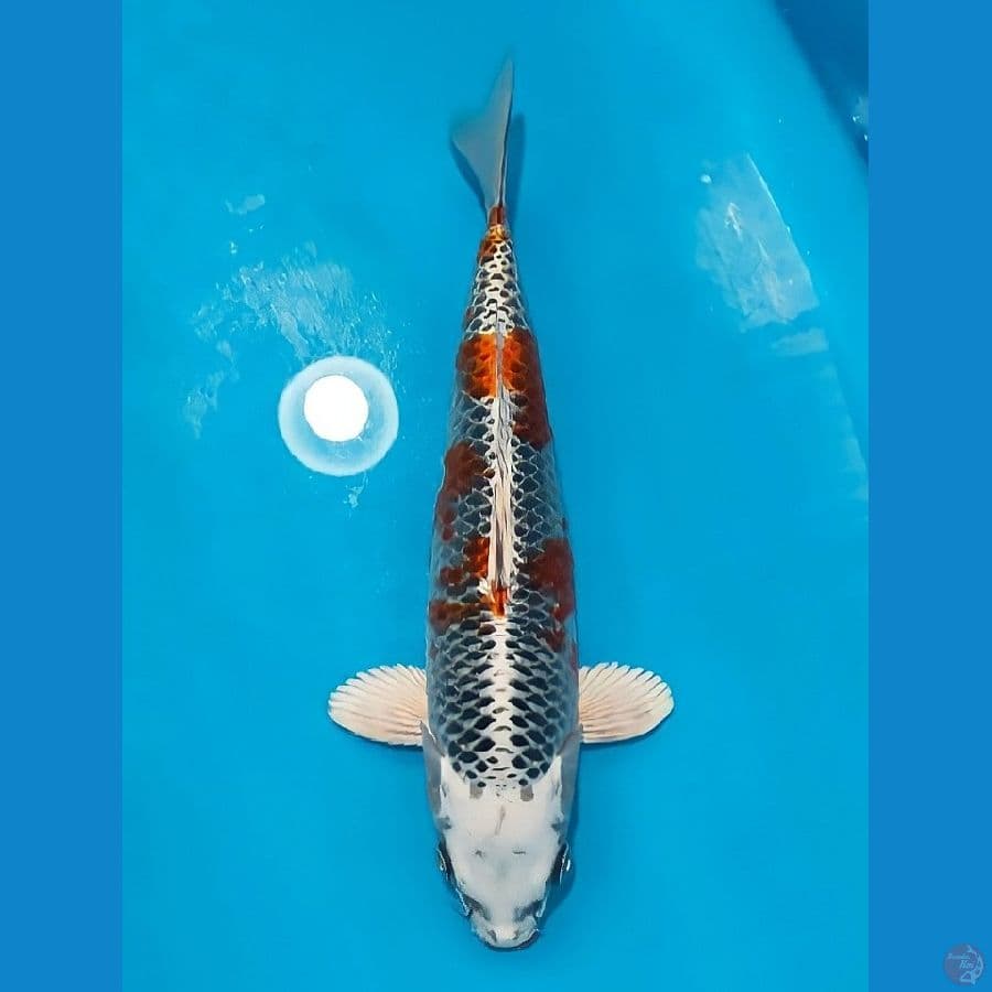 kujaku 32cm