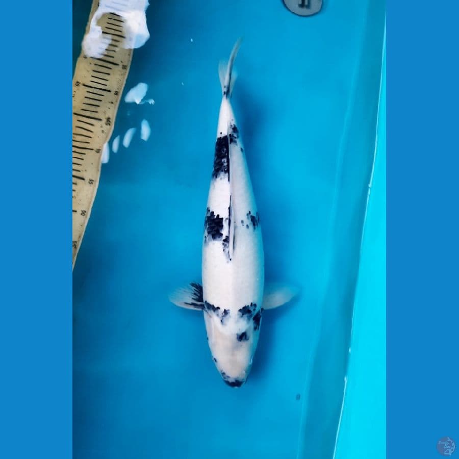 50cm Tategoi shiro Female