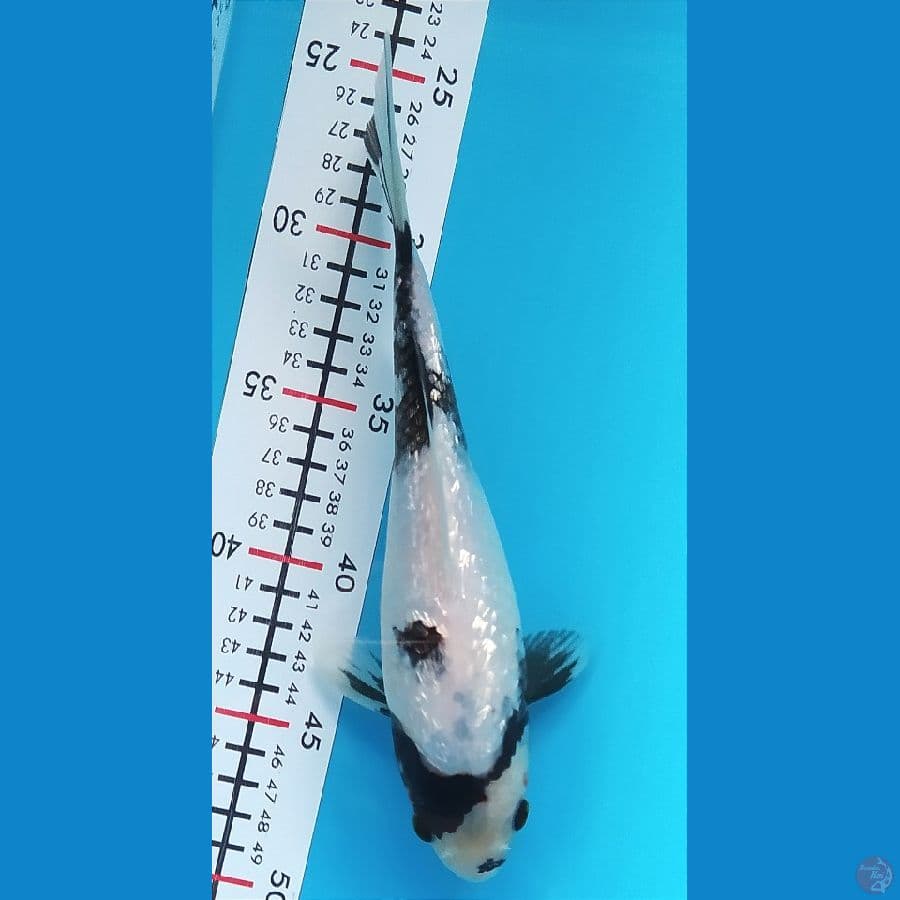 SHIRO GINRIN 23CM MALE