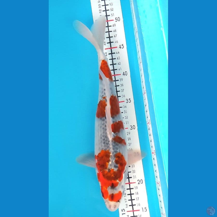 GOSHIKI 33CM MALE