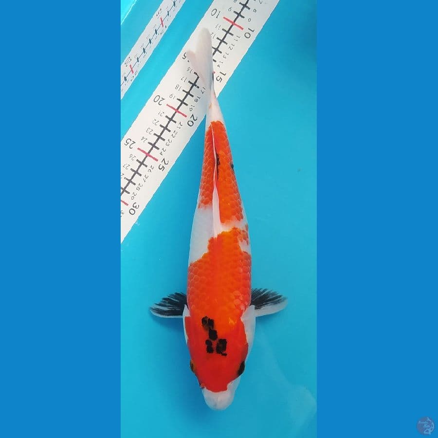 SHOWA 33CM FEMALE