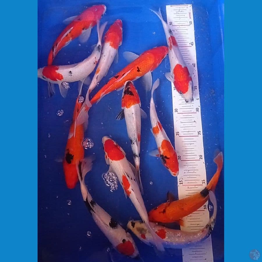 showa 21-26cm