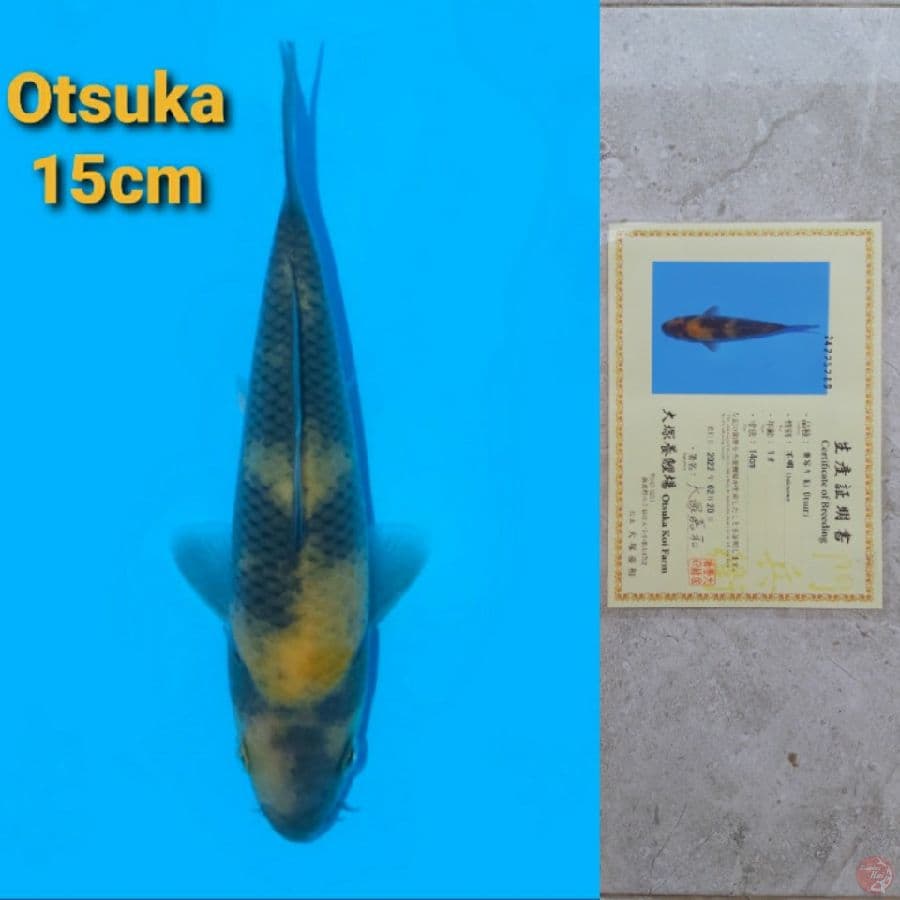 OTSUKA KI UTSURI 15CM