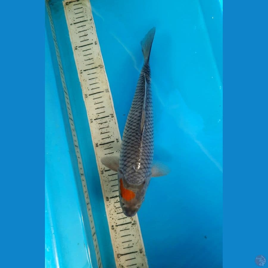 tancho ochiba 33cm female
