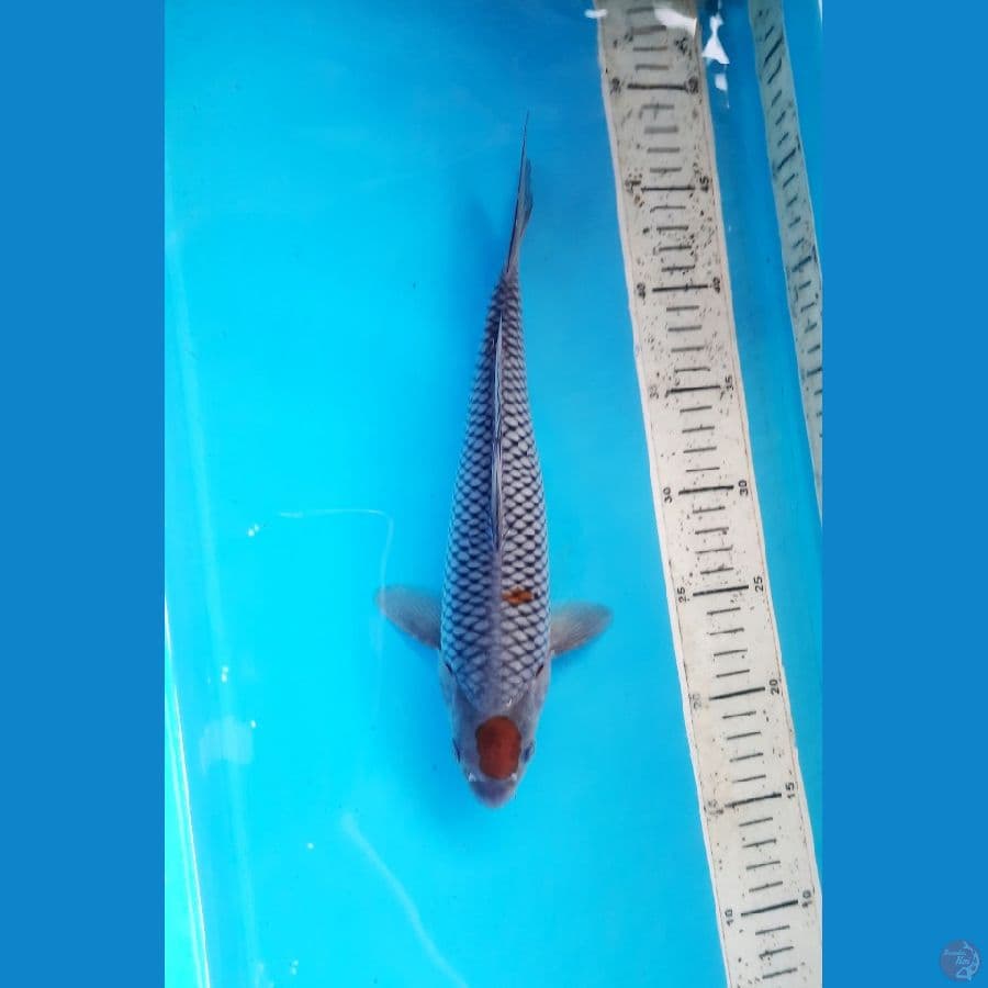 maruten ochiba 30c male
