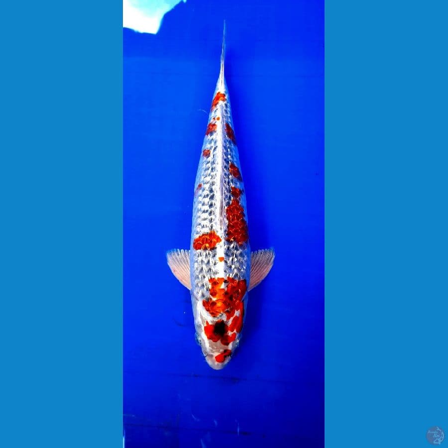 Gosiki Ginrin Male 35cm