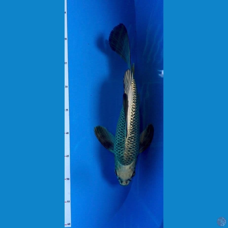 Good mukashi kumpay 35BU