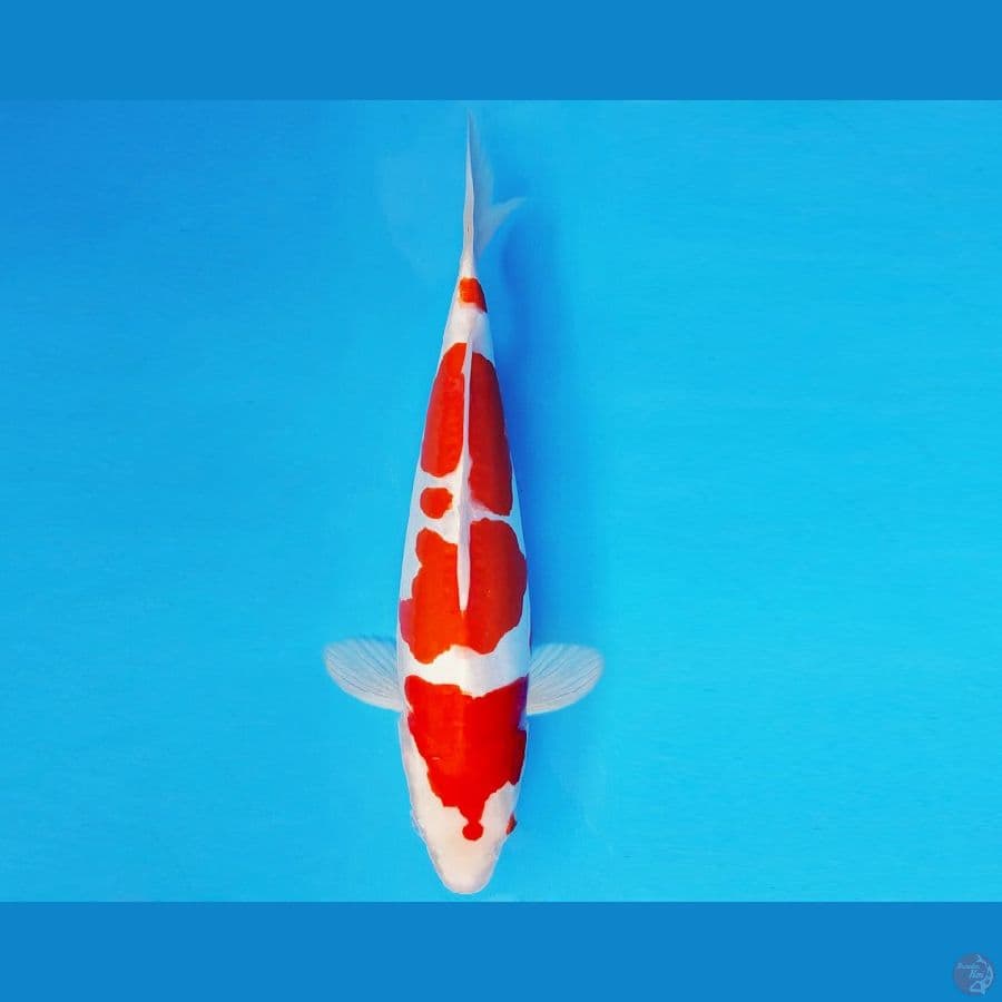 GODZILLA 8 ~ KOHAKU DOITSU 34 cm/fm ™