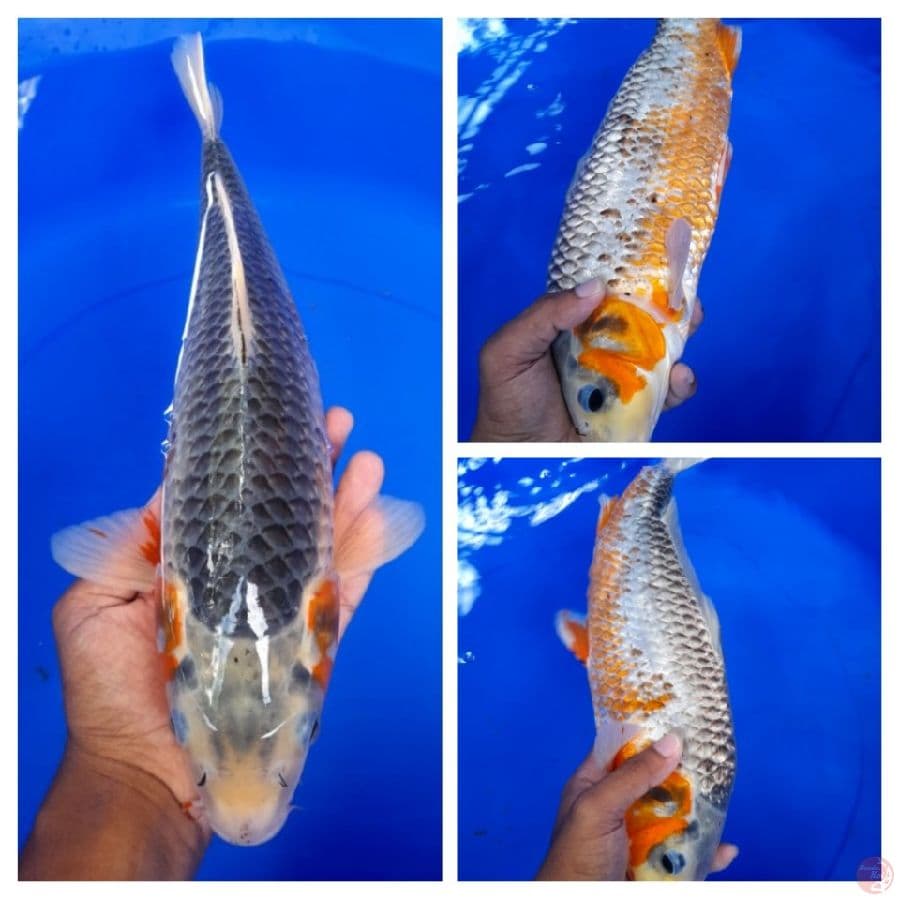 Asagi 36cm