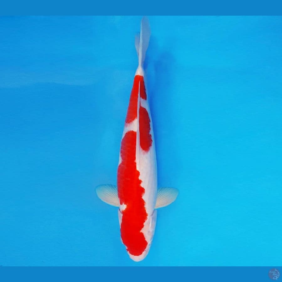 GODZILLA 15 ~ INAZUMA KOHAKU 33 cm/male ™