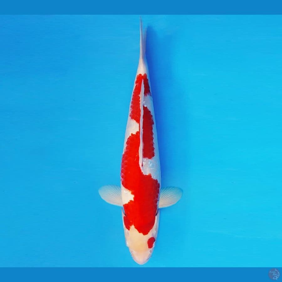 GODZILLA 17 ~ INAZUMA KOHAKU 34 cm/male ™
