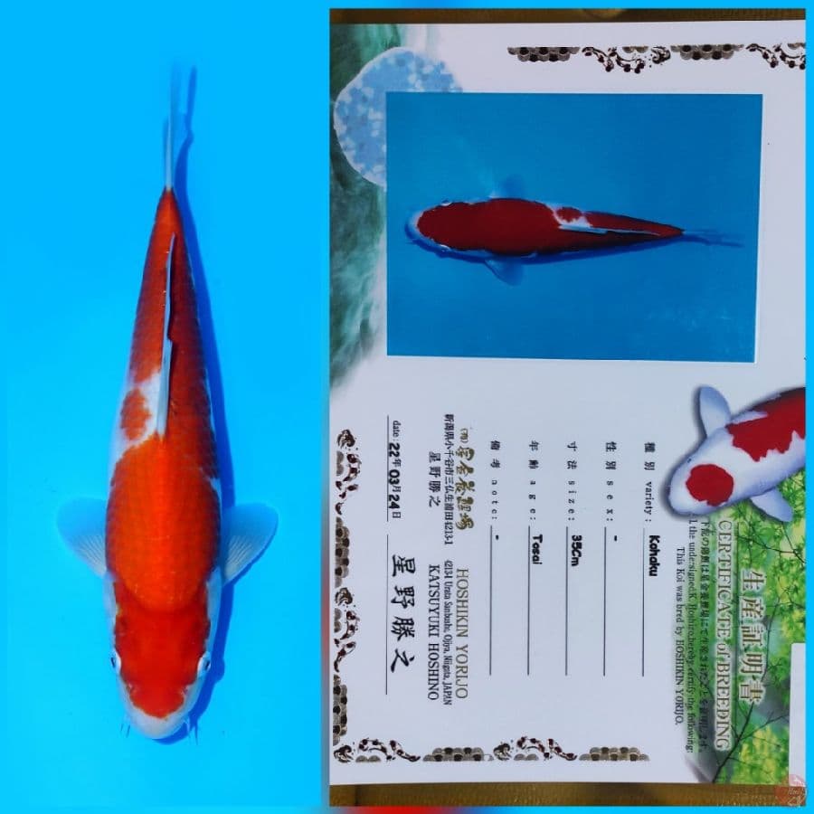 Kohaku 36cm