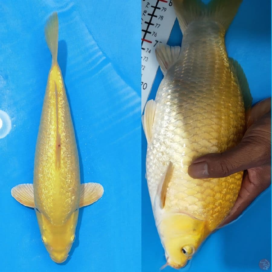 karasi full gindrind berpunuk...33cm/male