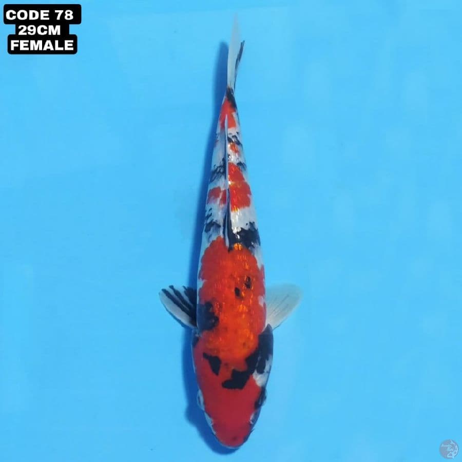 red ginrin showa 29cm female