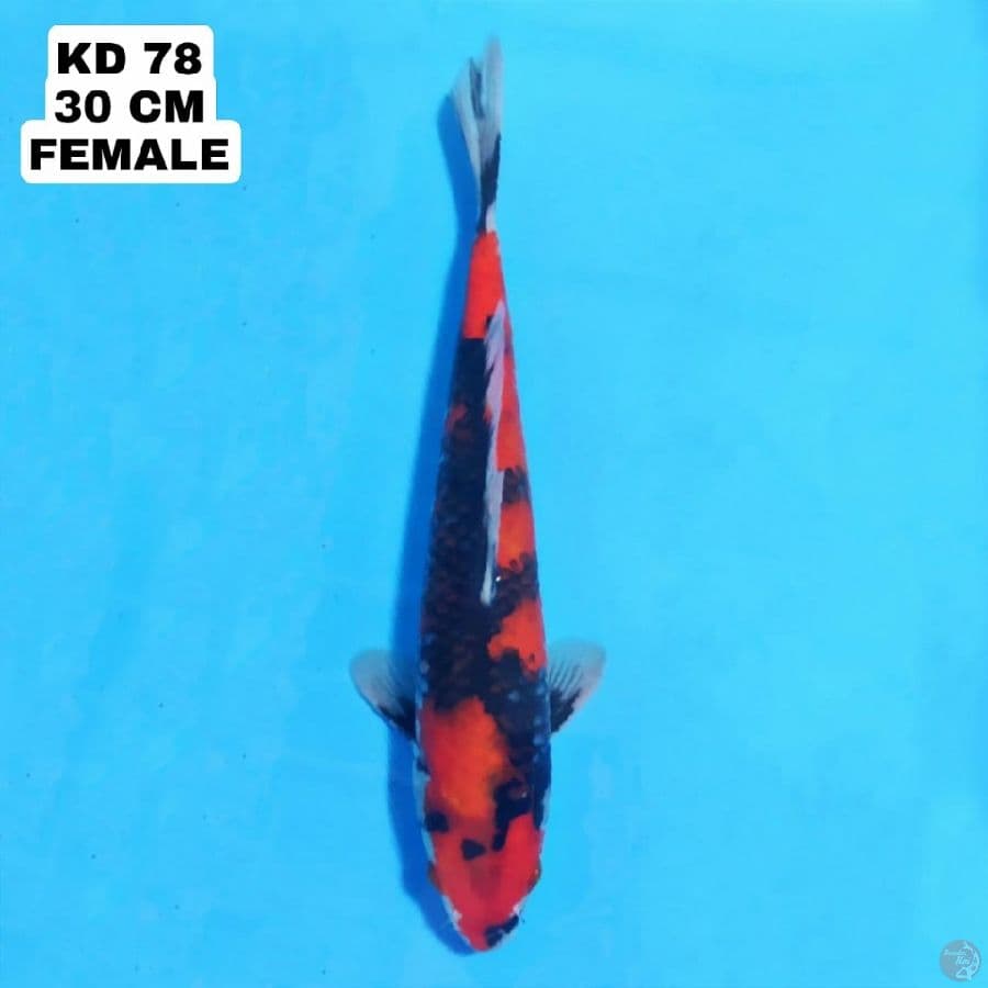 hi showa 30cm female