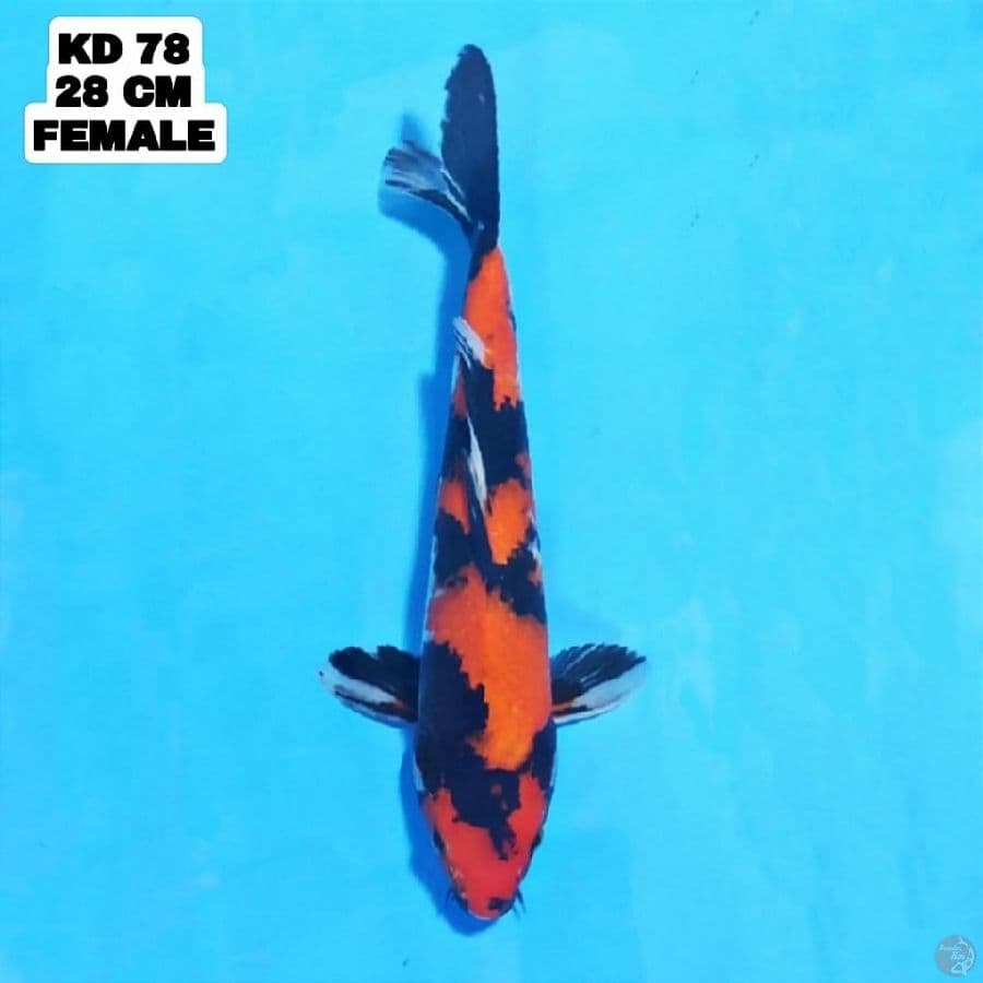 hi showa pola imbang 28cm female