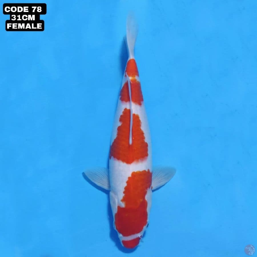 kohaku merah halus 31cm female
