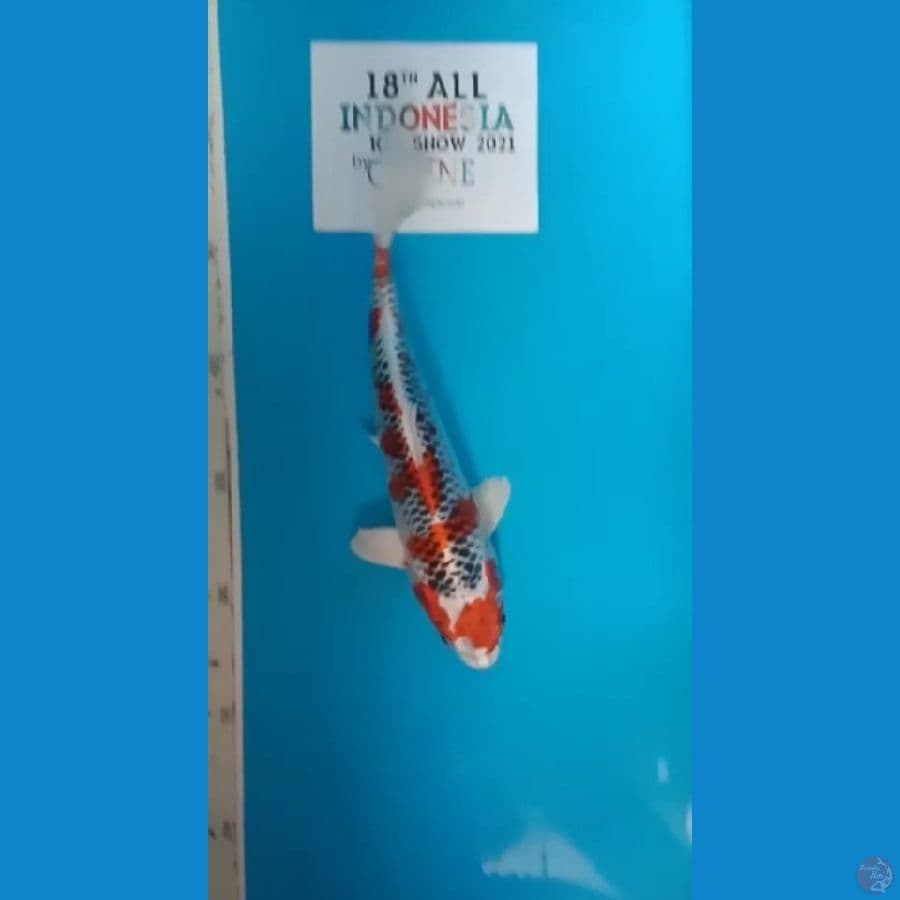 KUJAKU ~ 23CM / Male