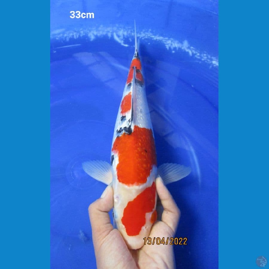 SANKE GINDRIN 33CM