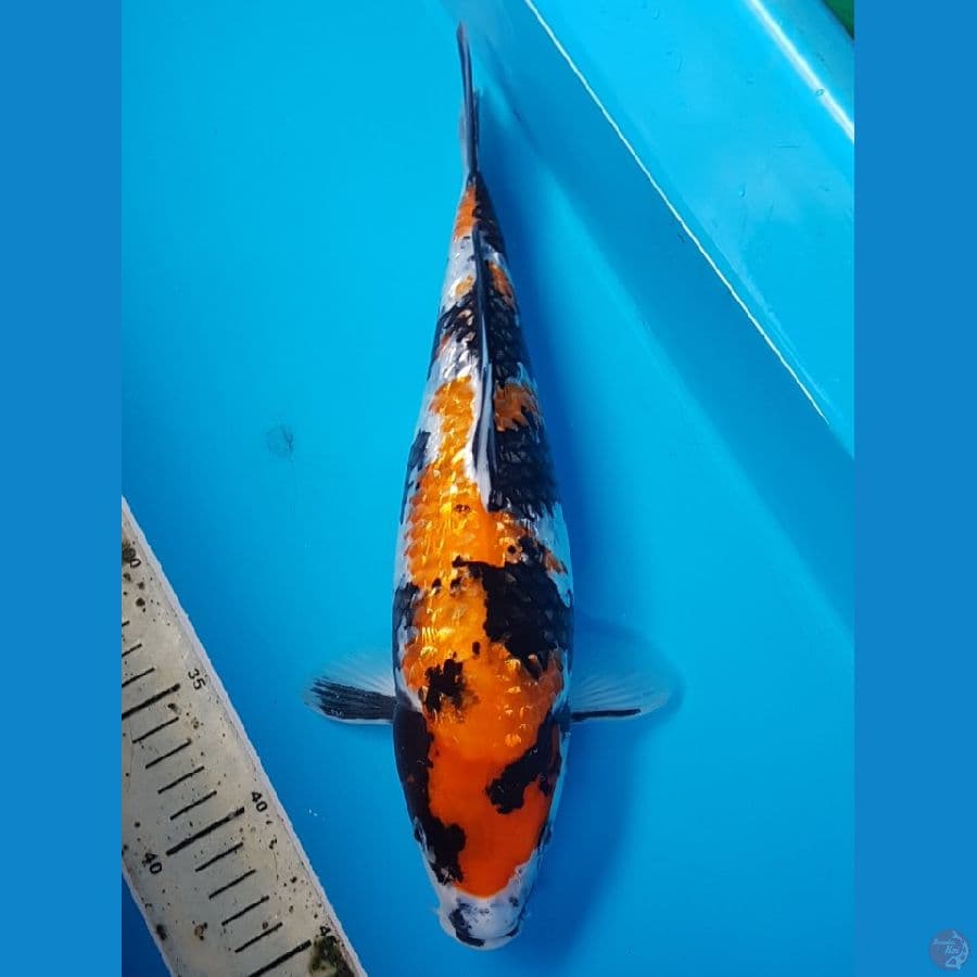 SHOWA GINRIN 35 CM