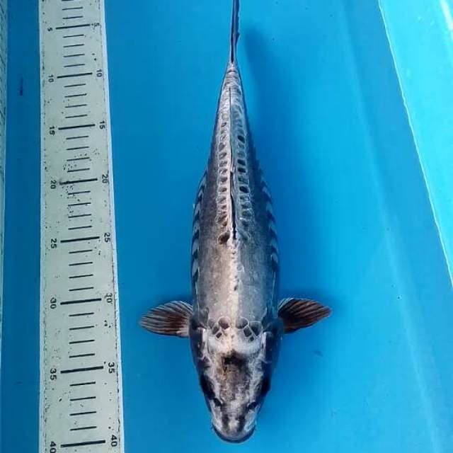 Kawari