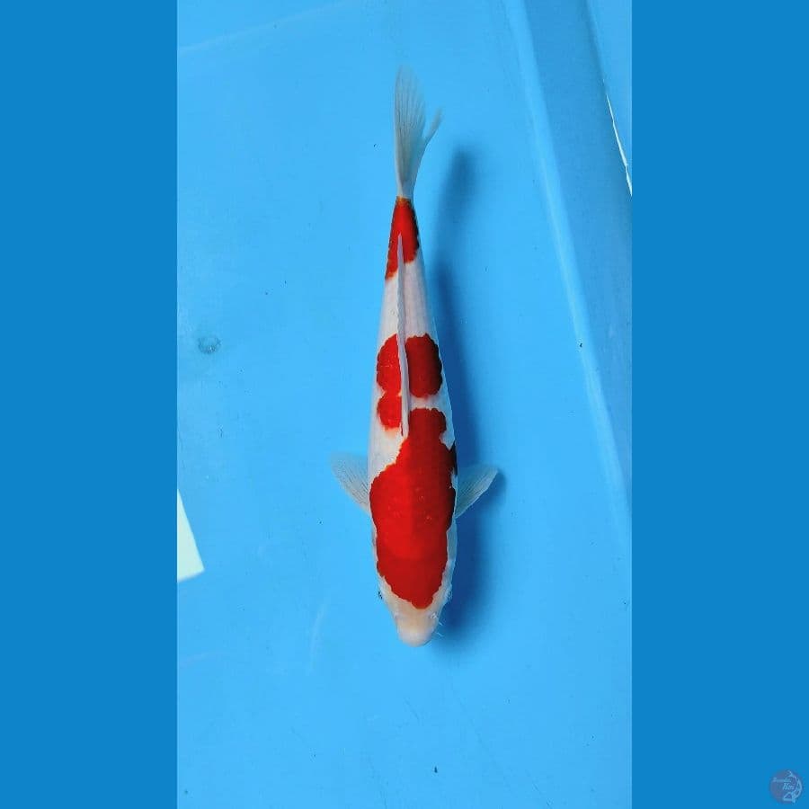 Original Kohaku