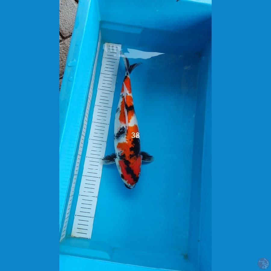 showa 38 cm