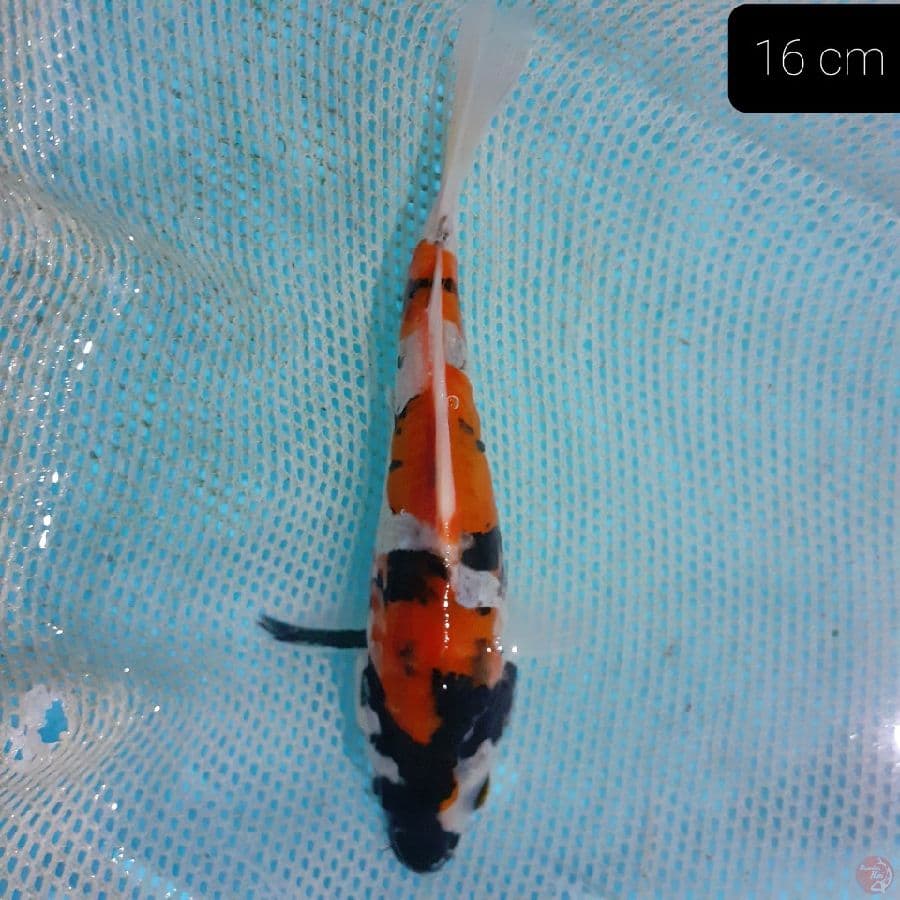 *SHOWA 16 CM*
