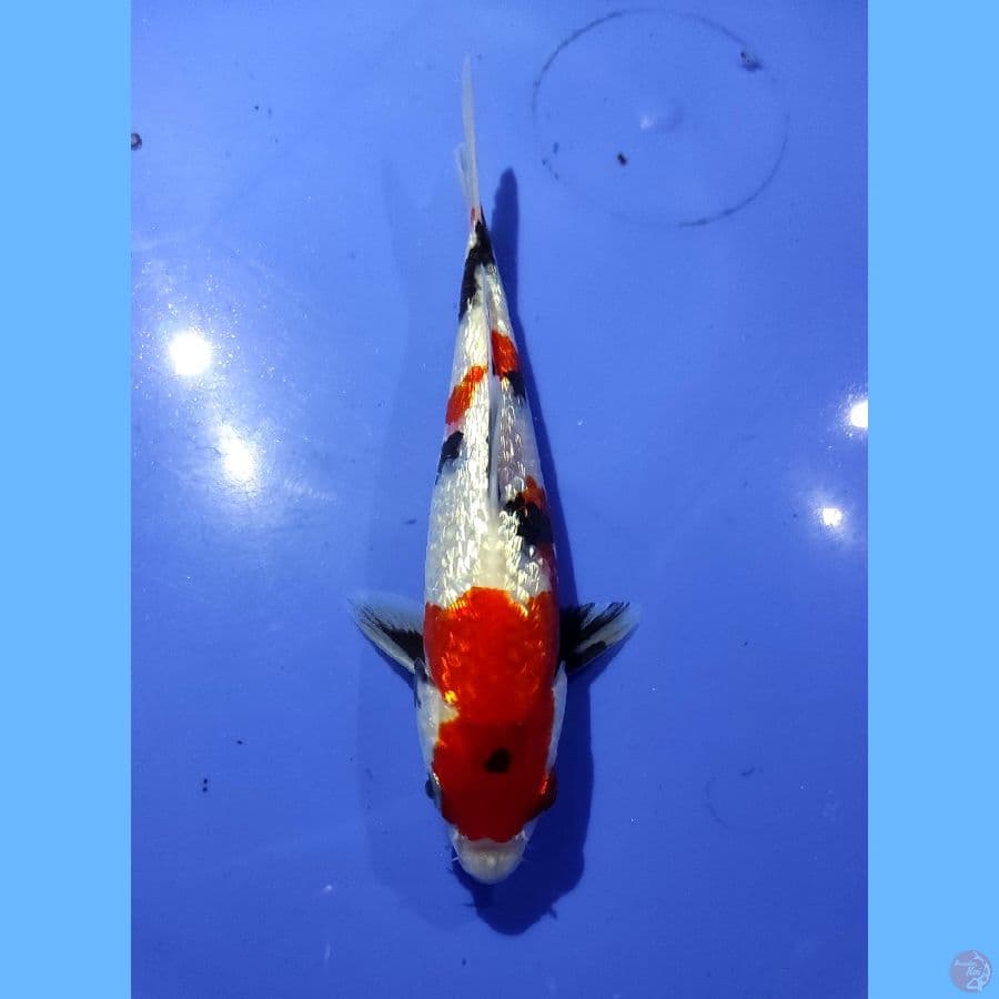 Showa Ginrin 16CM SQ