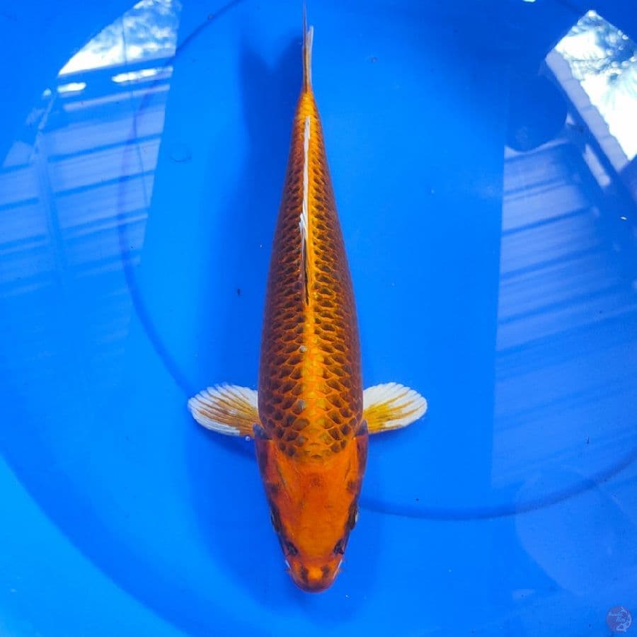 MATSUBA SUPER 36CM
