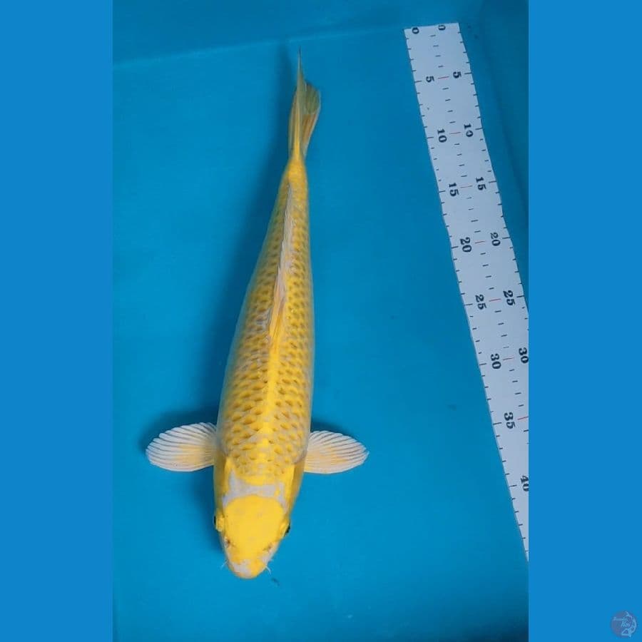 maruten ogon 42cm male