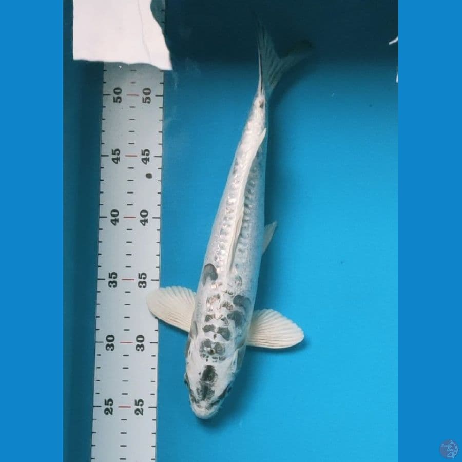 antik kawari 32cm male