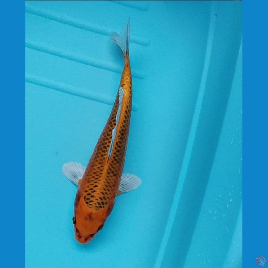 matsuba 25cm