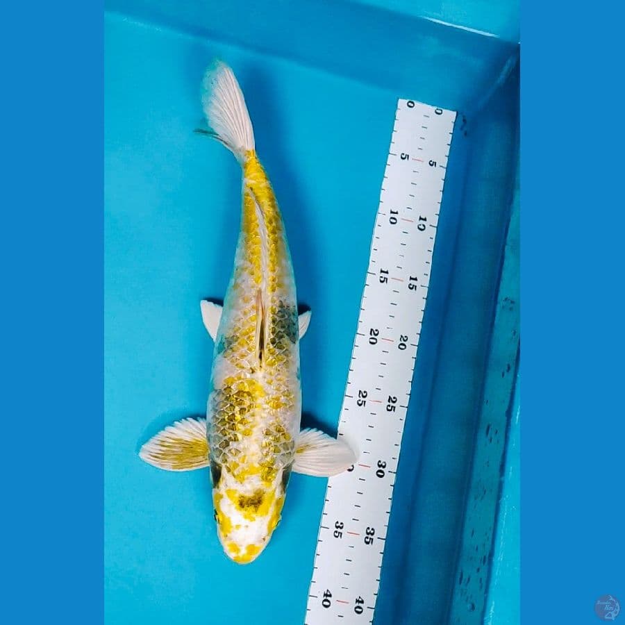 kin showa ginrin 36cm male