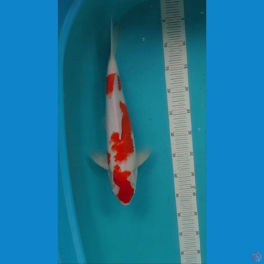 Kohaku 40cm