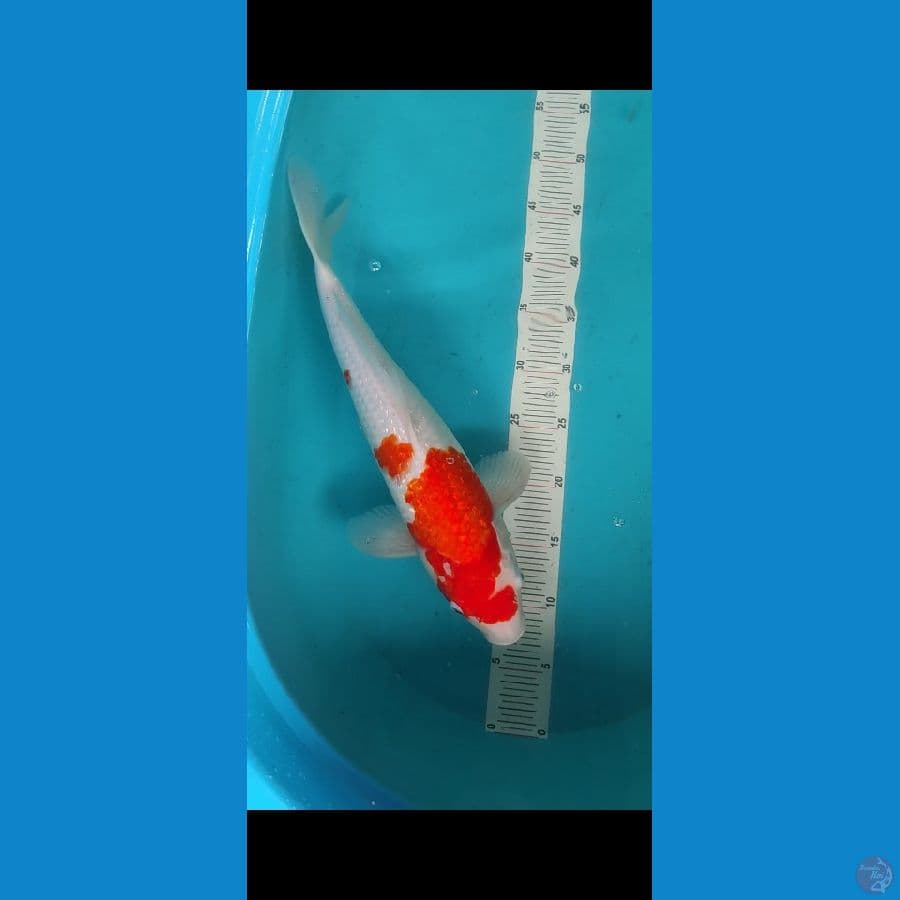 Kohaku Ginrin 41cm
