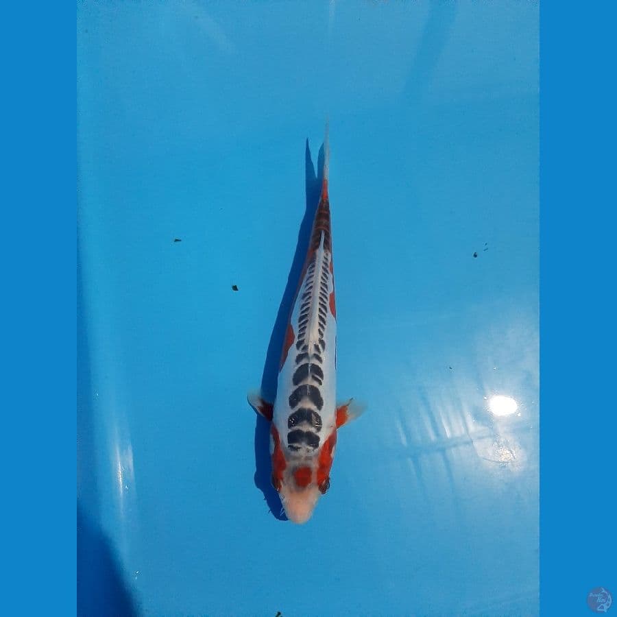 maruten shusui 26cm