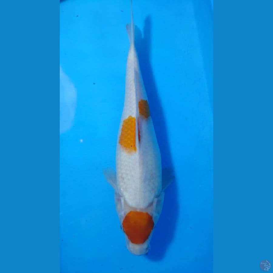 Tancho kohaku original size 30 cm