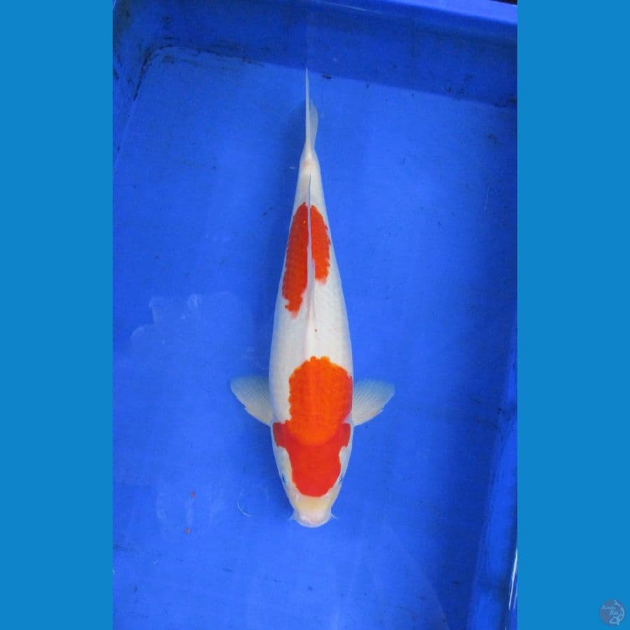 Kohaku Jantan